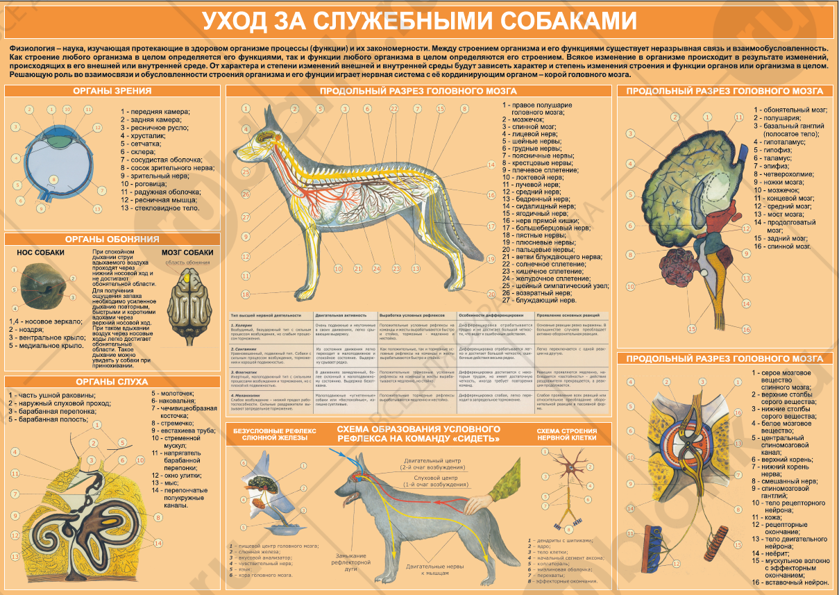 Плакат "Уход за служебными собаками 2" 84х57 см