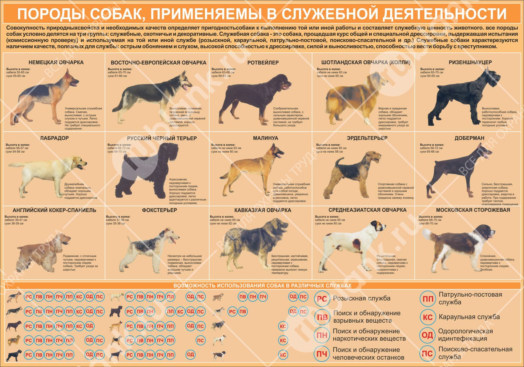 Плакат  "Породы собак,применяемые в служебной деятельности" 84х57 см