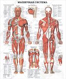 Плакат  "Мышечная система" 92х84 см