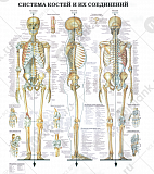 Плакат "Система костей и их соединений" 92х84 см